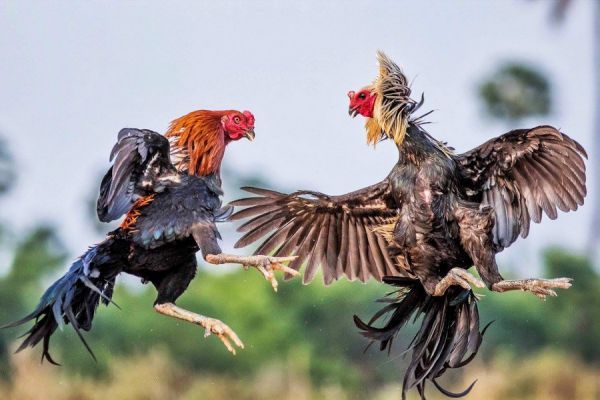 Đá gà đòn là một hình thức đá gà truyền thống được tổ chức trên các sân đá gà